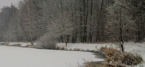 Bare trees on snow covered land