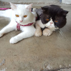 Portrait of cats