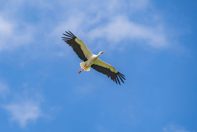 Low angle view of bird flying in sky