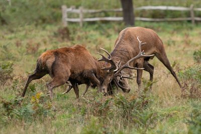 Deer in a field