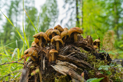 Close-up of mushrooms growing in forest