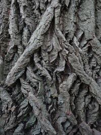 Full frame shot of tree trunk