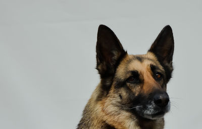 Close-up portrait of dog against white background