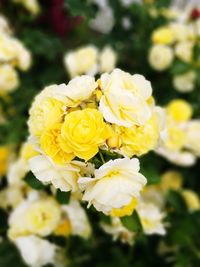 Close-up of yellow rose blooming outdoors