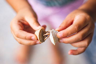 Low section of woman holding animal shell at beach