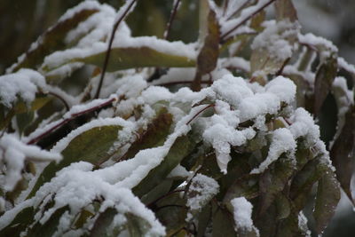 Close-up of frozen plant