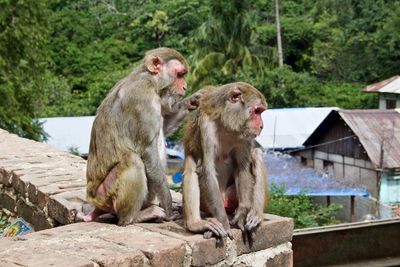 Monkeys sitting on wall