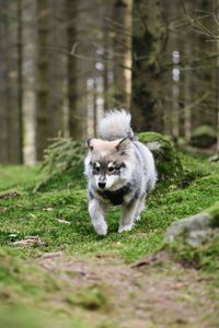 Portrait of a young puppy finnish lapphund dog running in the forest or woods 