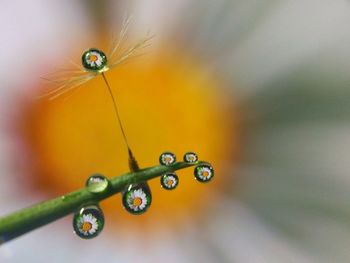 Close-up of insect on flower