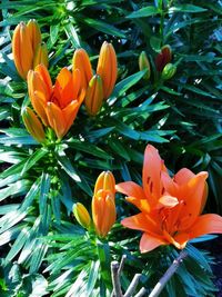 Close-up of orange flowering plants