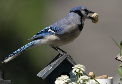 Close-up of bird perching on plant