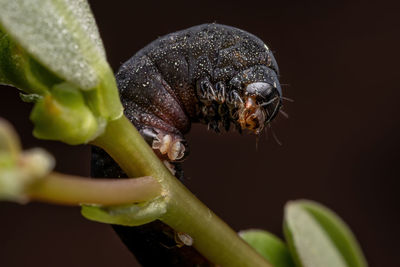 Close-up of insect on plant over black background