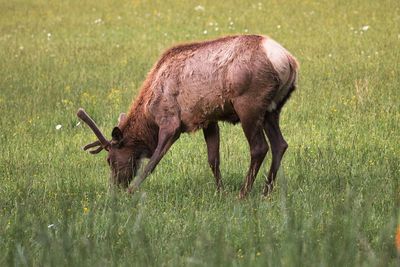 Side view of horse grazing on field