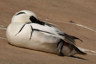 High angle view of a bird