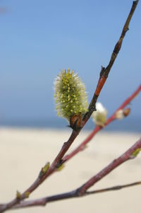 Close-up of flower against clear sky