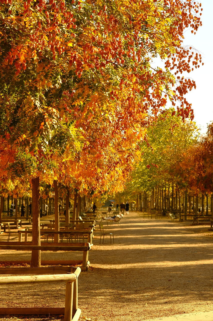 autumn, sunlight, tree, plant, nature, leaf, no people, day, yellow, beauty in nature, architecture, outdoors, plant part, built structure, orange color, growth, water, tranquility, reflection