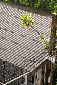 Low angle view of potted plants on building