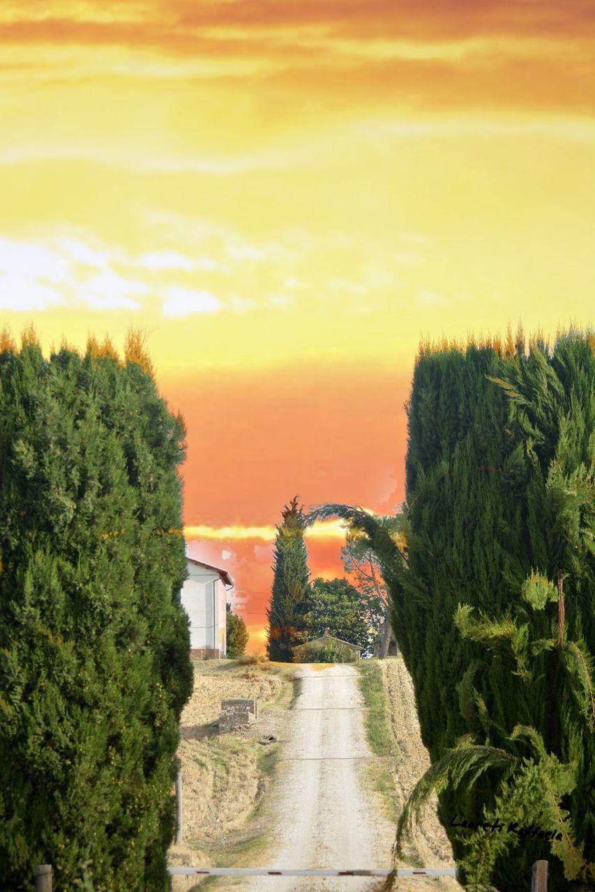 TREES BY PLANTS AGAINST SKY DURING SUNSET