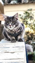 Portrait of cat sitting outdoors