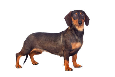 Portrait of black dog against white background