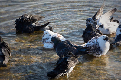 Pigeons water to bathe. a group of multicolored grays. black white pigeons splashing 