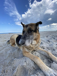 View of dog on beach