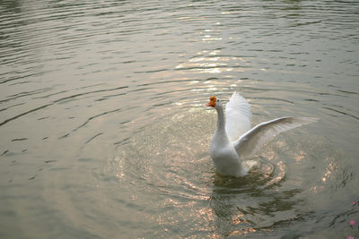 High angle view of swan swimming in lake