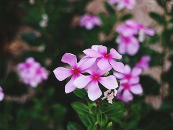 Close-up of pink flowering plant in park