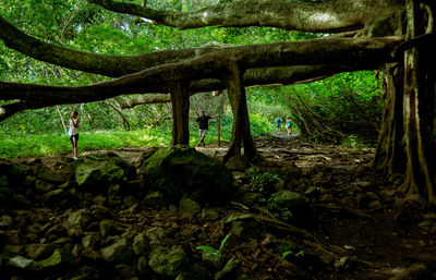 Close-up of tree