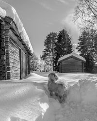 Snow covered house by trees and plants during winter