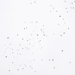 Low angle view of birds flying in sky