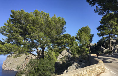 Trees against blue sky