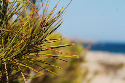 Close-up of pine tree by sea against sky