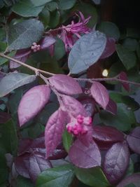 Close-up of pink flowers