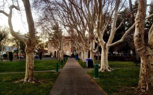 Bare trees in park against sky