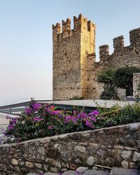 Flowers against built structure against clear sky