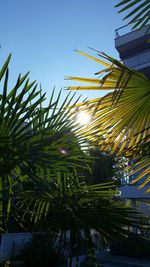 Low angle view of palm trees