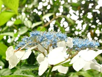 Close-up of insect on flower tree