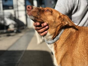 Close-up of a dog looking away