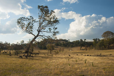 Kangaroos in field against sky