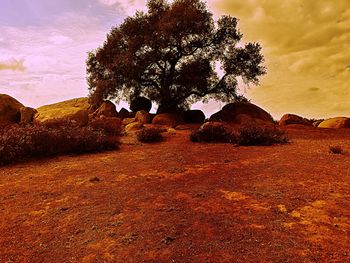 Trees on field against sky