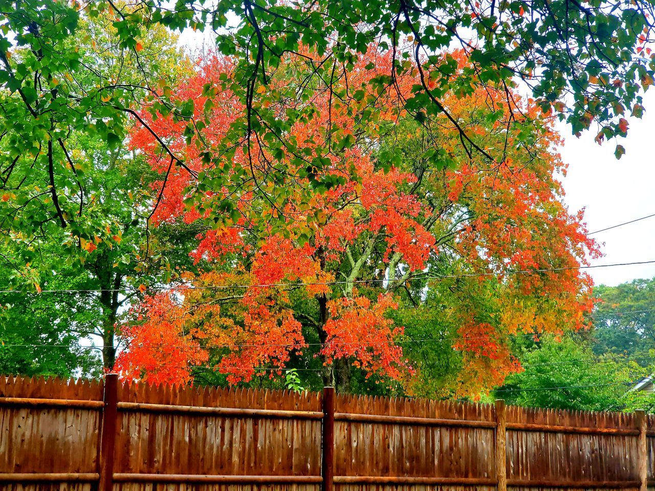 LOW ANGLE VIEW OF TREES AND PLANTS IN AUTUMN