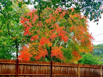 Low angle view of trees by plants during autumn