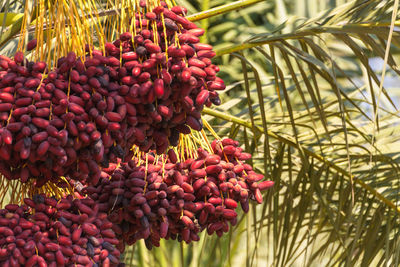 Close-up of red berries on palm tree