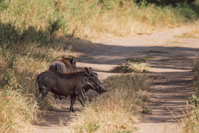 Wild hogs on pathway 