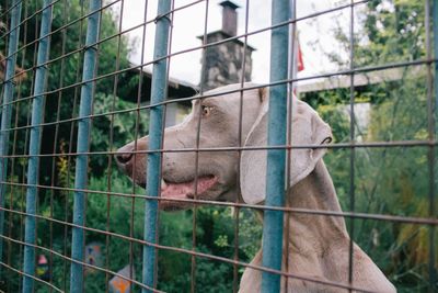 Close-up of horse in cage at zoo