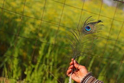 Close-up of hand holding feather