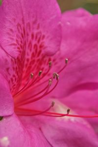 Macro shot of pink flower