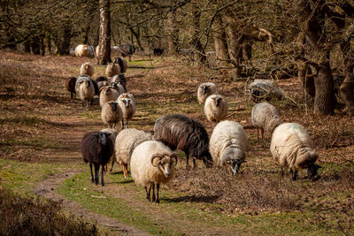 Herd of drentse heather sheep in the forest of the national forest and esdorp landscape of dwingeloo