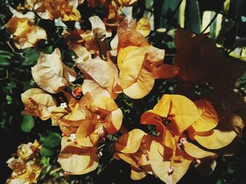 Close-up of flowers